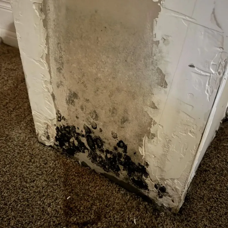 Professional Mold Removal in North Madison, IN